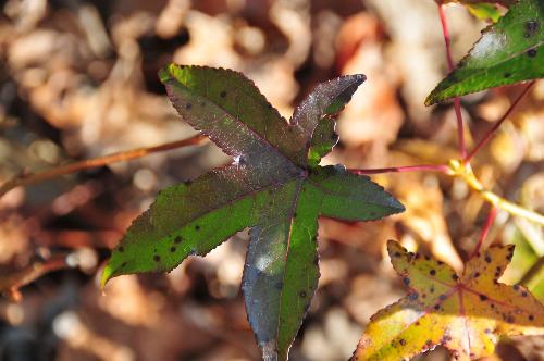 Sweet Gum Tree (this was a young tree-new growth)